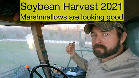 Soybean Harest 2021: Marshmallows are looking good