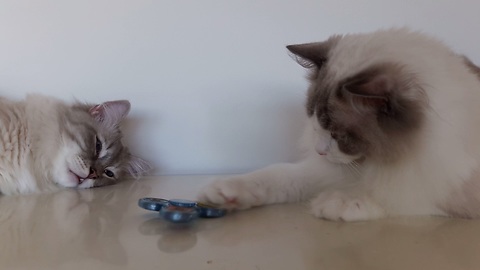 Cats introduced to fidget spinner, give surprising reaction