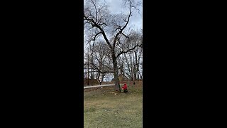 Dropping an elm