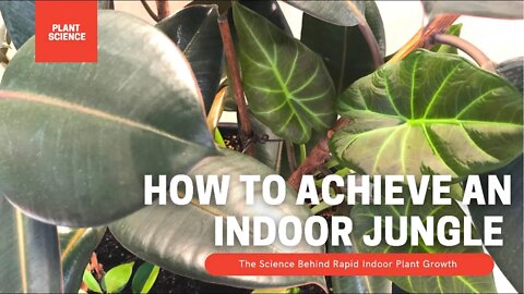 How To Achieve An Indoor Jungle How To Get Rapid Growth Out Of Your Houseplants |Gardening in Canada