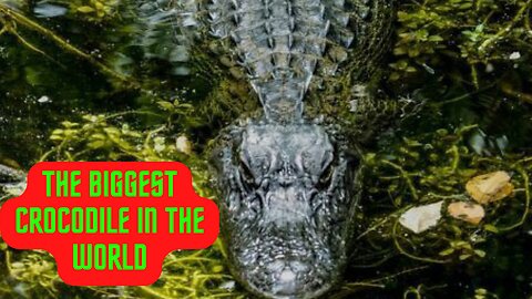 Top 10 Crocodiles: The World's Deadliest Animals