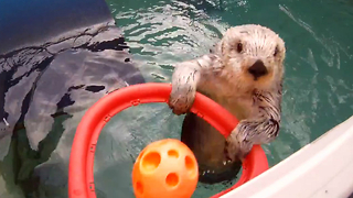 Otters Play Basketball