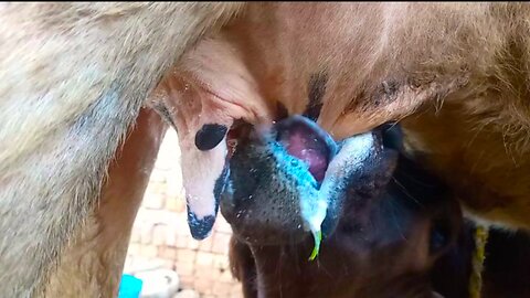 Cow Milking || Cow Calf Drinking Milk Happy Mood 😁😋