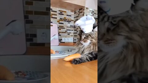 #shorts Смешные Коты Из Тик Тока 274 Funny Cats From Tiktok