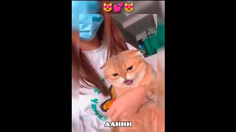 Cat saying Aahhhaa 😻😻😻 #cat #cats #catlover #Rumble #shorts #viral #trending !!!!!