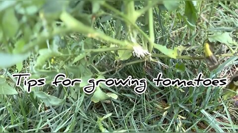 Can Tomatoes Grow on the Ground? #hedgehogshomestead #gardeningtips