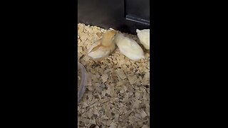 Week old Leghorn and Golden Comet Chicks