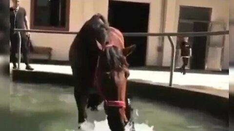 Caballo refrescandose