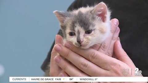 MDSPCA holding Kitten Shower to buy supplies for foster parents of kitten litters