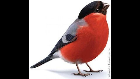 - Paul Finch Male Birds - Beautiful red nature