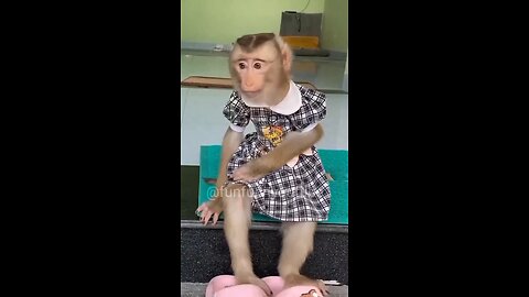 Monkey Funny video