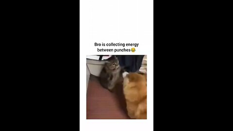 amazing cat's behaviour