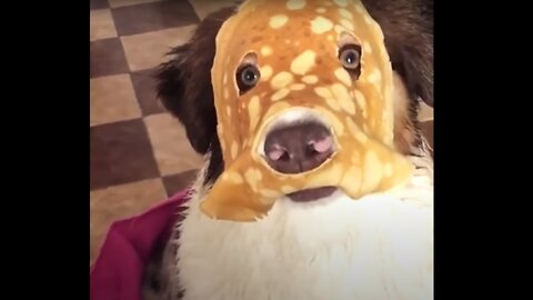 pancake dog