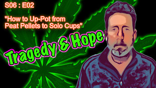 S06 E02 - How to Up-Pot Cannabis from Peat Pellets to Solo Cups - Step by Step