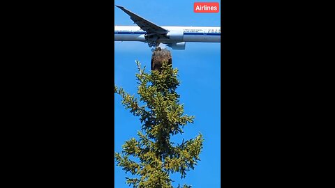 Airlines takeoff video|airplanes flying 😎😱✈️🦅