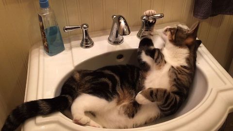 13 Cats With Love Hate Relationships With Water