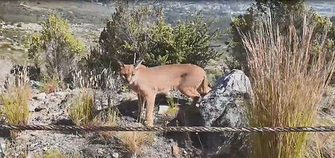 Rooikat sighting on Table Mountain