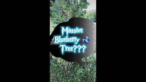 Massive Blueberry Tree??