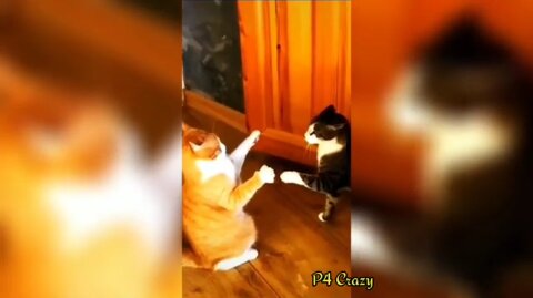 Top Funny animals videos funniest cats viral videos 😂