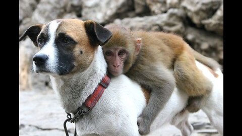 Monkey and dog lovely fancy video
