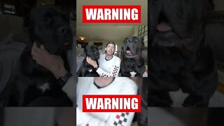 Warning Animal Abuse Cypress Arrow Cane Corso #shorts #viral