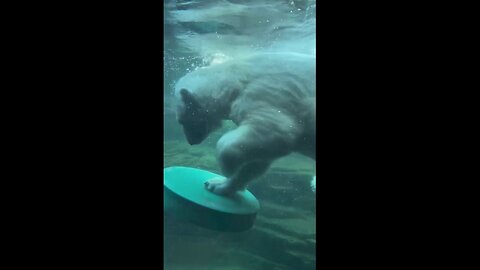 Polar Bear Shows Off Surfing Skills At Memphis Zoo