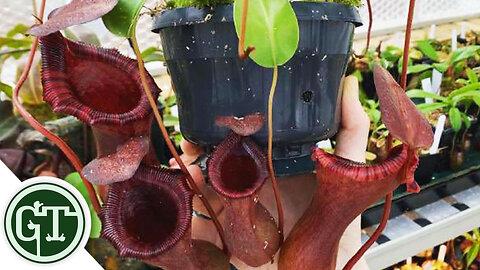 Buying Plants Online - Unboxing Carnivorous Plants from Toms Carnivores | Ventricosa x Lowii