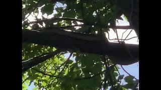 A 10 foot snake (python) seeking refuge from extreme bushfires, followed by flash flooding