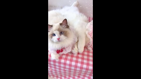 Aww cute cat videos funny || funny cats