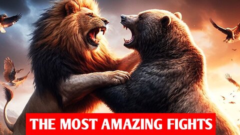 Fight Between Lions And Bears _ Most Amazing Moments Of Wild Animal Fight|