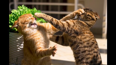 Fighting cat 😺