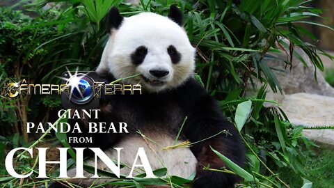 🌎Urso Panda Gigante da China| Panda Gigante | Panda Gigante em Extinção|2021