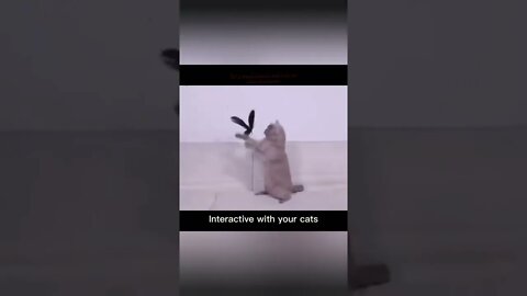 cat toys