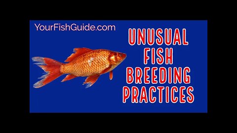 You WONT Believe These Unusual Breeding Practices With Fish