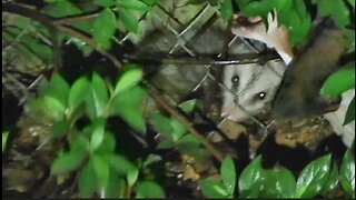 The dogs caught a possum trying to break into my chicken coop.