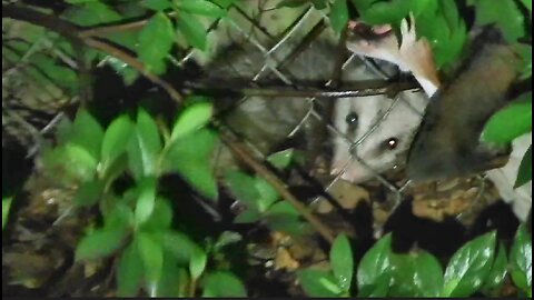 The dogs caught a possum trying to break into my chicken coop.