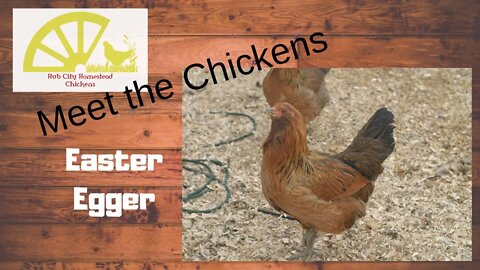 Meet the Chickens, Ep. 2, Easter Eggers