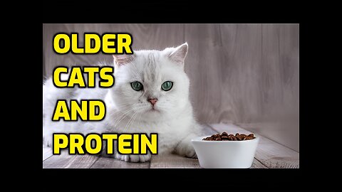 Is High Protein Food Bad For Senior Cats?