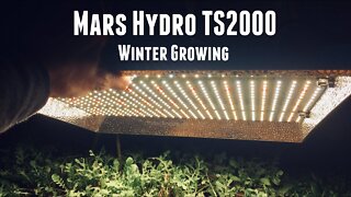 Mars Hydro TS 2000 - Grow Light Review and Discount Code - Winter Garden