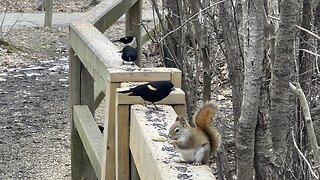 Squirrel and birds