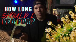 420 GIVEAWAY || How long should you VEG for? | Growing cannabis indoors