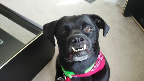 Dog With Underbite Really Loves Peanut Butter