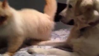 Doggy Bullies Cat Off The Bed