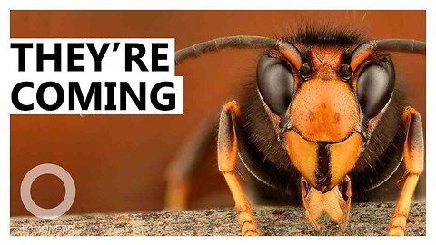 Invasive Giant Murder Hornets Have Arrived - TomoNews