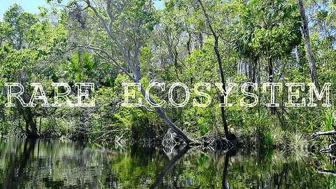 Exploring the Noosa Everglades by Kayak (Rare Ecosystem) 4K