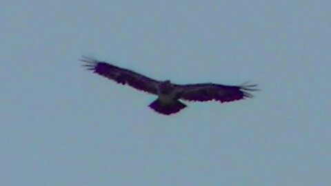 IECV NV #647 - 👀 Hawk Flying In The Air 🐦6-22-2018