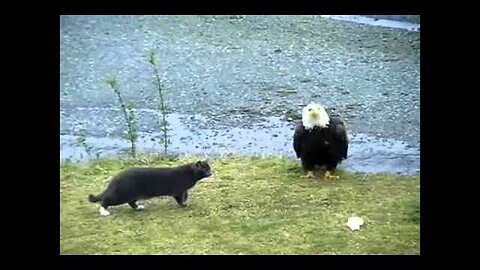 Hilarious Cat vs Eagle thoughts