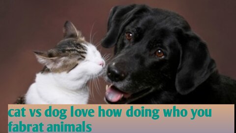 cat vs dog love how doing who you fabrat animals