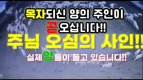 실제 보여주시는 주님오심의 사인: 중국 몽골에서 12일 동안 원모양으로 돈 양들 소식