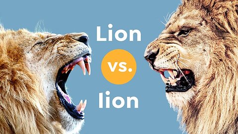 Battle of the lions for the female.